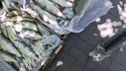 Քաղաքապետարանը փողոցային առևտուրը վերացնելու համար կխստացնի սանկցիաները