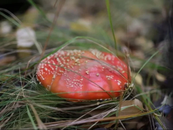 Ճապոնացի թոշակառուն թունավոր սունկ է կերել արհեստական բանականության խորհրդով
