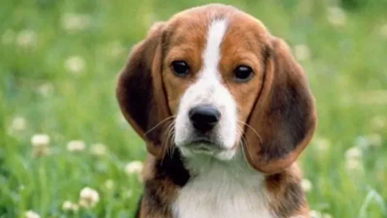 Երկու օրում կենտրոն է տարվել 38 շուն. Արաբկիրում շներ են վնասազերծել