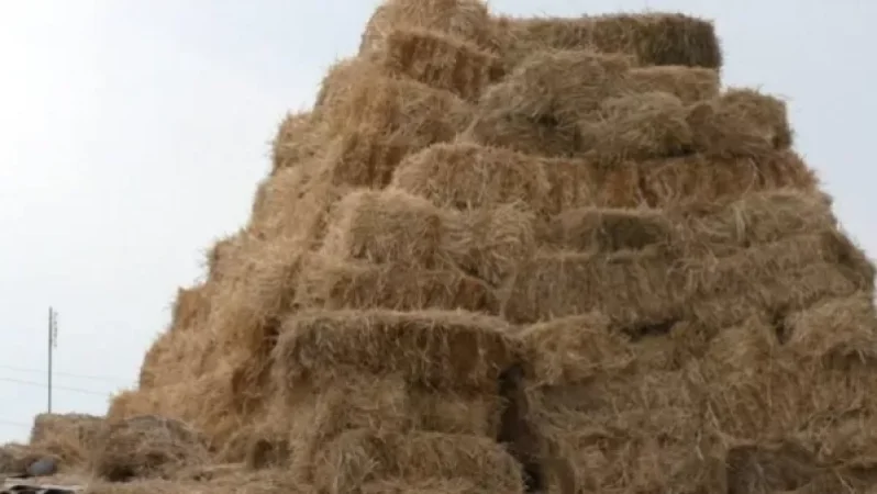 Սկսնակ ֆերմերները՝ ծանր վիճակում. անասնակեր չկա. «Ժողովուրդ»