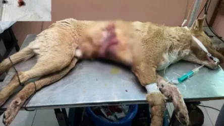 Զովունիում կրակել են քնած շան փորին. ահազանգ