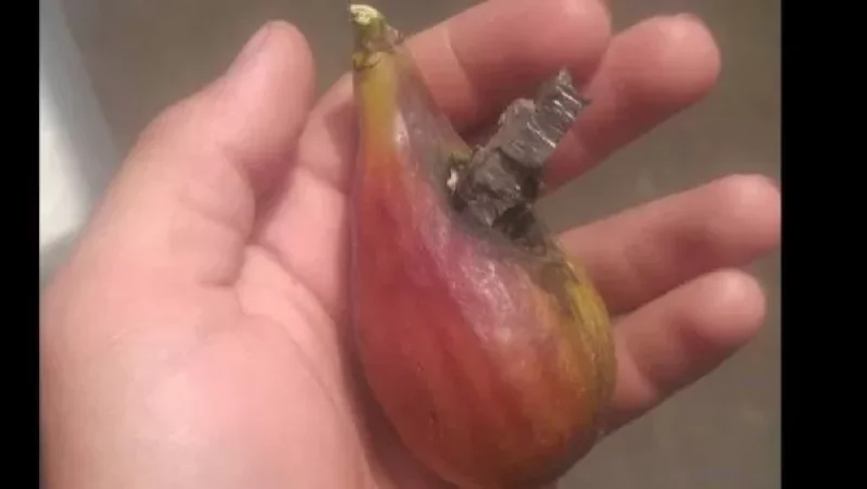 Օրվա կադր. սահմանի թուզ