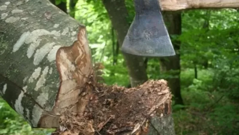 2.2 մլն դրամի հատված ընկուզենի` Սյունիքի մարզում