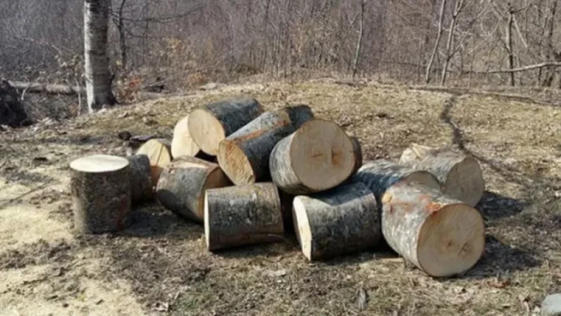 ԱԱԾ-ն ապօրինի ծառահատումներ կատարելու բազմաթիվ դեպքեր է բացահայտել