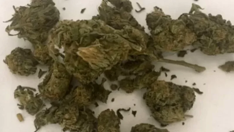 ԱՄՆ-ից ՀՀ «մարիխուանա» տեսակի թմրամիջոց են ներմուծել. ՊԵԿ