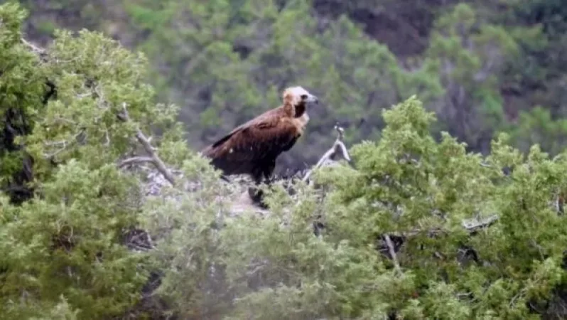 Հայաստանի ամենամեծ անգղը. Պոպուլյացիան դրական միտում է արձանագրում