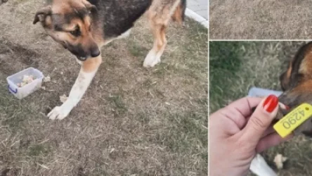 ՏԵՍԱՆՅՈՒԹ․ Իմ խնամքի տակ գտնվող շանը քնեցրել են․ քաղաքացու ահազանգին արձագանքել է նաև քաղաքապետարանը