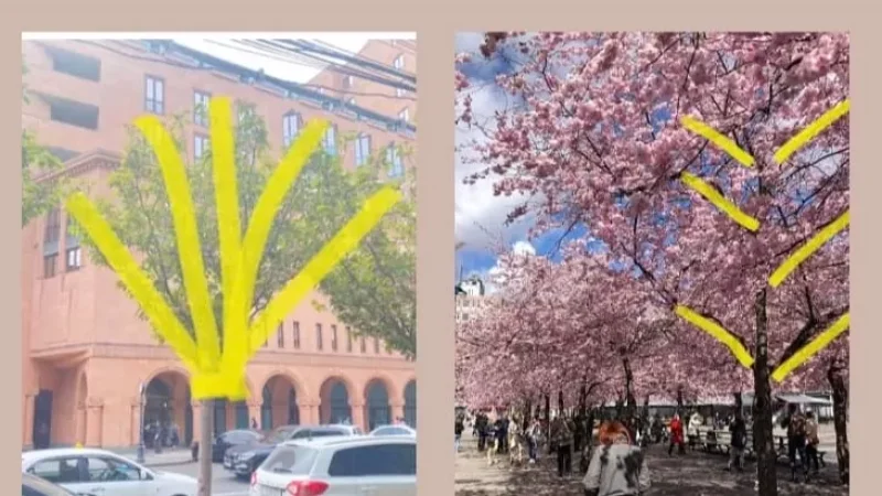 Photos: One of the Sakura Trees Planted on Moscow Street Dried Up Again, Says Kristine Vardanyan
