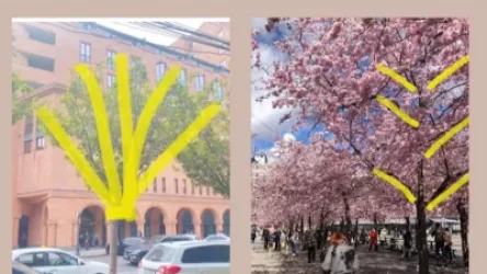 ԼՈՒՍԱՆԿԱՐՆԵՐ. «Մոսկովյան փողոցում տեղադրած սակուրաներից մեկը կրկին չորացավ».  Քրիստինե Վարդանյան