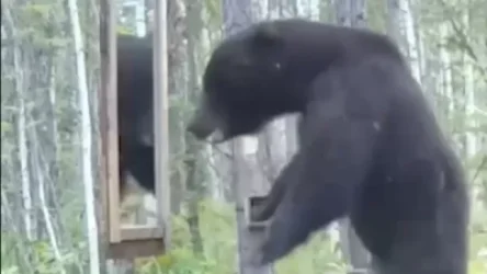 Զվարճալի տեսանյութ. ինչ է անում արջը, երբ իրեն տեսնում է հայելու մեջ