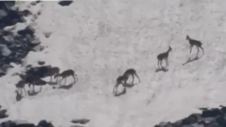 ՏԵՍԱՆՅՈՒԹ․ Զանգեզուրում մուֆլոններ են տեսել