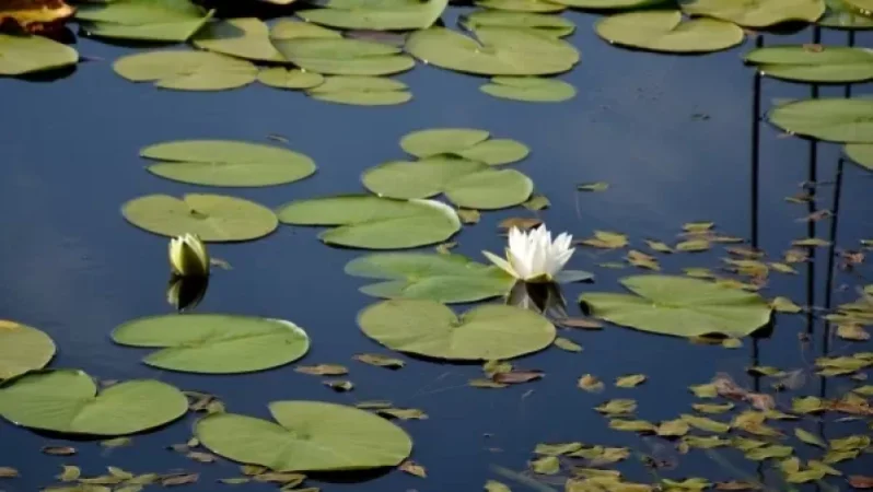 Կարմիր գրքում գրանցված ջրաշուշան է վաճառվում Երևանում