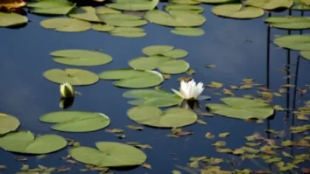 Կարմիր գրքում գրանցված ջրաշուշան է վաճառվում Երևանում