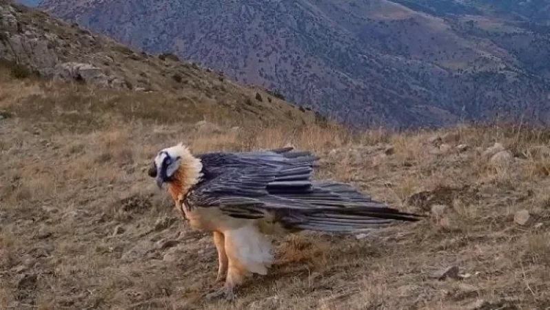 Լուսանկարներ. Ամենավտանգված թռչնատեսակներից մեկը՝ մորուքավոր անգղ