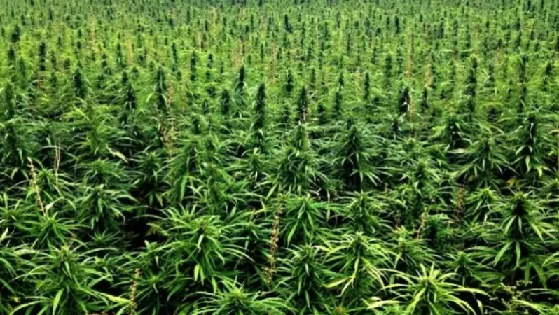 Հայաստանում ինչպես է իրականացվելու արդյունաբերական կանեփի մշակությունը