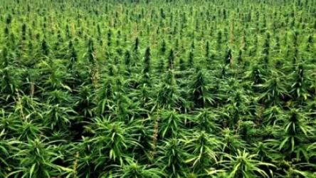 Հայաստանում ինչպես է իրականացվելու արդյունաբերական կանեփի մշակությունը