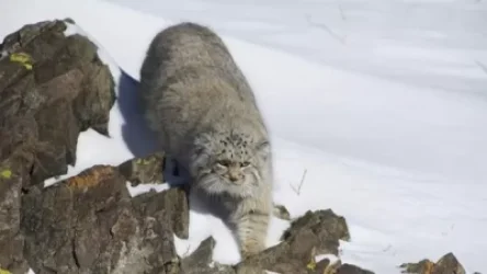 Մանուլն այլևս ՀՀ-ում «անհետացած» կենդանատեսակ չէ