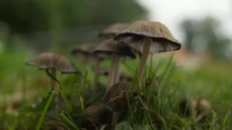 Հանրապետությունում շարունակվում են արձանագրվել սնկից թունավորումների դեպքեր