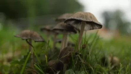 Հանրապետությունում շարունակվում են արձանագրվել սնկից թունավորումների դեպքեր