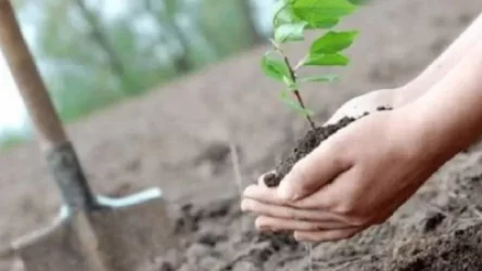 «10 միլիոն ծառ» համահայկական ծառատունկը՝ մինչև 2021-ի ավարտը