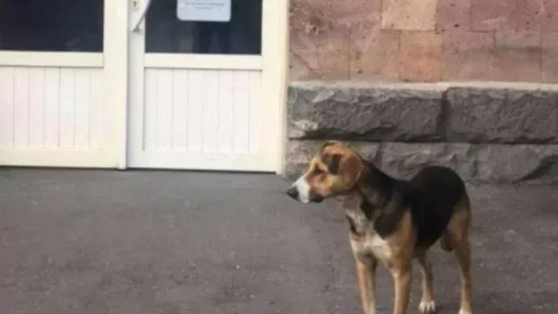 Շունը վիրավոր զինվորի շտապօգնության մեքենայի հետևից եկել և հասել է Երևան.  հիվանդանոցի մուտքի մոտ է