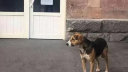 Շունը վիրավոր զինվորի շտապօգնության մեքենայի հետևից եկել և հասել է Երևան.  հիվանդանոցի մուտքի մոտ է