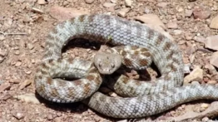 19 ահազանգ է ստացվել հանրապետության տարբեր տարածքներում նկատված օձերի վերաբերյալ