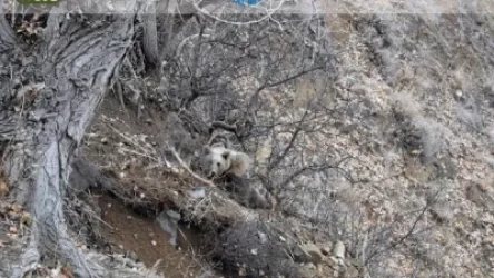 Ցանցավանդակի մեջ խճճված արջի քոթոթը՝ Գողթանիկ գյուղում