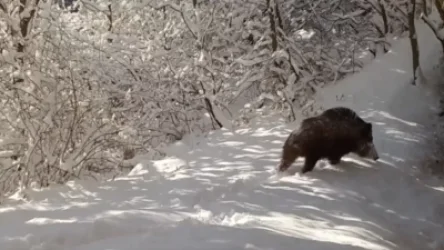 ՏԵՍԱՆՅՈՒԹ․ Վարազը ձյունածածկ Խոսրովի արգելոցում թարմացնող ցնցուղ ընդունեց