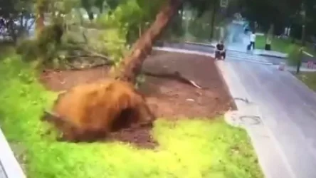 ՏԵՍԱՆՅՈՒԹ․ Ինչպես է ծառն ընկնում անցորդի վրա․ ուժեղ քամի՝ Մոսկվայում