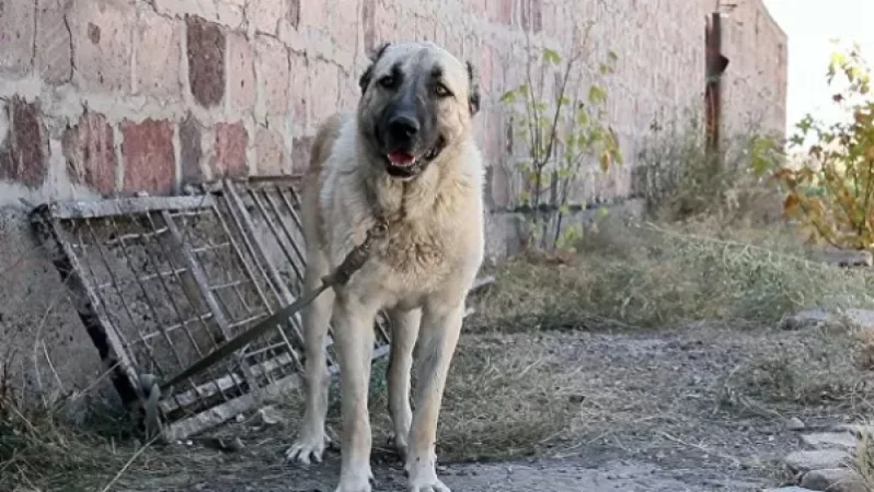 Շան հաչոցի պատճառով վիճաբանություն, որը վերածվել է դանակահարության․ ՔԿ