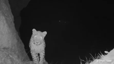 ՏԵՍԱՆՅՈՒԹ․ Տեսախցիկը հովազ է ֆիքսել․ Նովան վերադարձել է