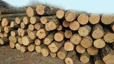 Անբարեխիղճ աշխատանք՝ Աշոցքի անտառային ֆոնդը պահպանողների կողմից