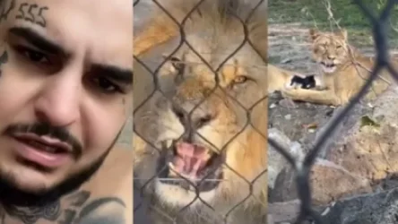 ՏԵՍԱՆՅՈՒԹ. Հայտնի տիկտոկերը ծաղրում է և վտանգում Երևանի կենդանաբանական այգու առյուծի առողջությունը. Econews