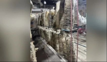 Աշտարակի դպրոցներից մեկի նկուղում սունկ են աճեցնում ու վաճառում