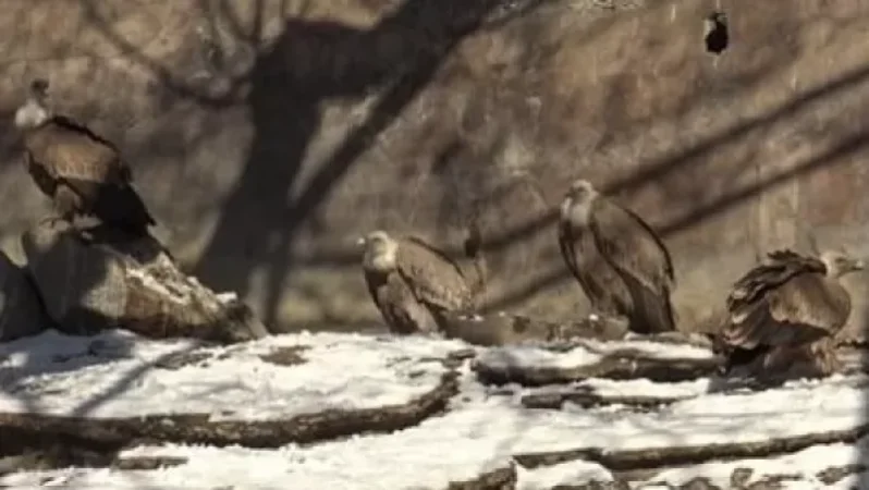 Հայտնի է՝ ինչն էր Կենդանաբանական այգում թռչունների անկման պատճառը
