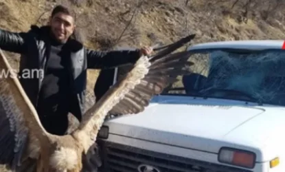 ԼՈՒՍԱՆԿԱՐ.Ահազանգ. կրկին հազվագյուտ սպիտակագլուխ անգղ են որսացել. բացահայտումներ