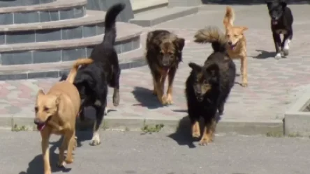 Ավելացել է թափառող շների քանակը. Երևանի բուսաբանական այգու տնօրինությունը դիմել է քաղաքապետարանին