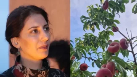 Երևանում կգ 6500 արժի, Արցախում ծառերի վրա է մնացել սպառում չկա․ Սոֆյա Հովսեփյան