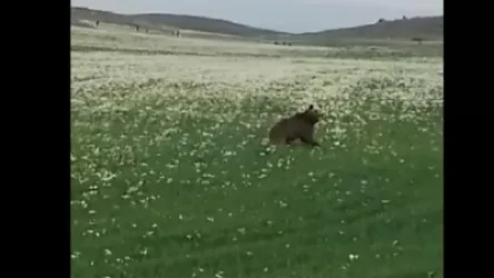 ՏԵՍԱՆՅՈՒԹ․ Արջը Մարալիկում. համացանցում հրապարակվել են ճանապարհի երկայնքով վազող արջի կադրերը