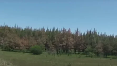 ՏԵՍԱՆՅՈՒԹ․ Հայաստանում 50 հազար հա անտառ է վերանում