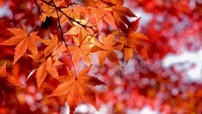 Եղանակը 8-10 աստիճանով կցրտի. ինչ է սպասվում