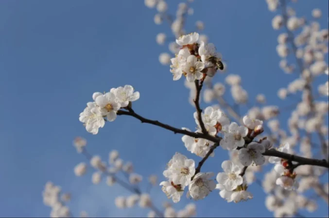 Առաջիկա օրերի եղանակը