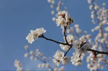 Առաջիկա օրերի եղանակը