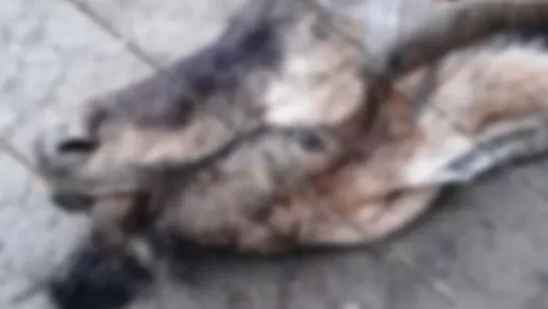 Կրկին բեզոարյան այծի մնացորդներ են հայտնաբերվել. ինչ տուգանք է սահմանված կենդանու որսի դեպքում