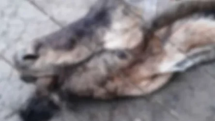 Կրկին բեզոարյան այծի մնացորդներ են հայտնաբերվել. ինչ տուգանք է սահմանված կենդանու որսի դեպքում