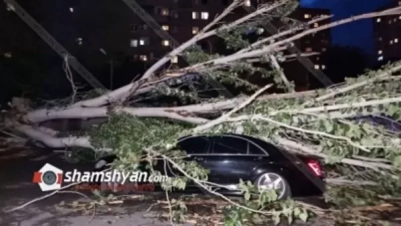 Արտակարգ դեպք՝ Երևանում. հսկայական բարդին տապալվել է և վնասել կայանված մի քանի ավտոմեքենաներ. Shamshyan. com