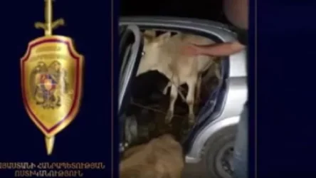 ՏԵՍԱՆՅՈՒԹ. Գողացել է հորթերը և  «Օպելով» տարել Սպիտակ