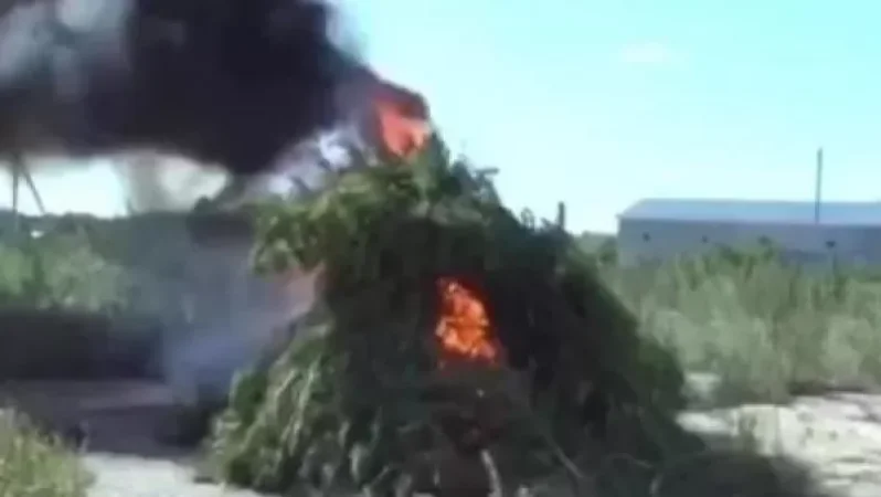 Հայտնաբերել և այրելով ոչնչացրել են 2 տոննա 219 կիլոգրամ կանեփի վայրի աճած զանգված