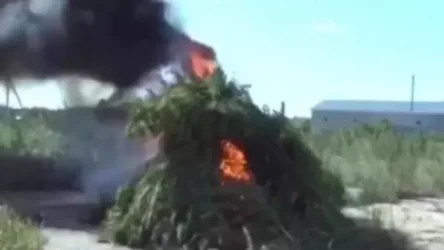 Հայտնաբերել և այրելով ոչնչացրել են 2 տոննա 219 կիլոգրամ կանեփի վայրի աճած զանգված